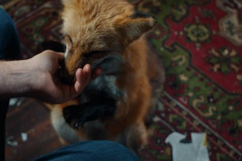 «КАК ПРИРУЧИТЬ ЛИСУ» — проект-победитель конкурса «5 пилотов для Okko» — выйдет в Okko уже 10 октября!